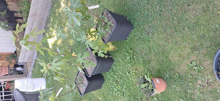 Ronde de bordeaux vijgenbomen , vijgenplanten, Tuin en Terras, Planten | Bomen, Ophalen