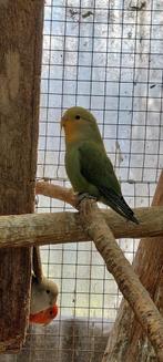 Jonge groene vogel met oranje masker. Niet tam, Tam