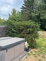 Gratis boompjes, Tuin en Terras, Planten | Bomen, Ophalen