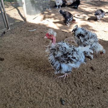 Krulveer  naakthals haantje  beschikbaar voor biedingen