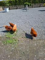 Te koop 4 bruine legkippen, Dieren en Toebehoren, Pluimvee, Vrouwelijk, Kip