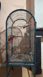 Couple calopsitte, Animaux & Accessoires