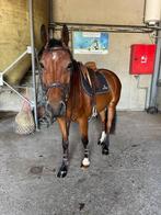 6-jarige ruin, Dieren en Toebehoren, Paarden, Ruin, Springpaard, 3 tot 6 jaar