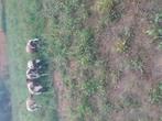 Bagger bonte bokken, Dieren en Toebehoren, Schapen, Geiten en Varkens