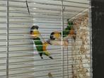 caique