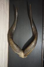 taxidermie groot gewei van Nyala - afrikaanse antilope, Ophalen of Verzenden, Wild dier, Gewei of Kop