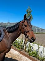 Super brave ruin. Leermeester., Dieren en Toebehoren, Paarden, Ruin