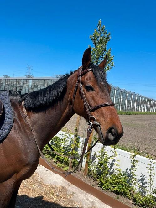 Super brave ruin. Leermeester., Dieren en Toebehoren, Paarden, Ruin