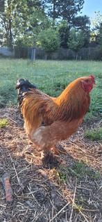 Brahma haan - vriendelijk, Dieren en Toebehoren