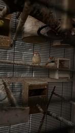 zebravinken, Dieren en Toebehoren