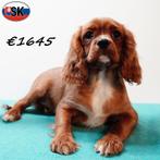 Cavalier King Charles (Ruby) reutje te koop, Dieren en Toebehoren, Honden | Chihuahua's en Gezelschapshonden, 15 weken tot 1 jaar