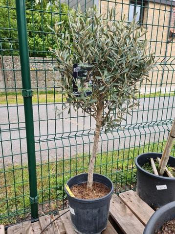 Olijfboom Olea Europaea  beschikbaar voor biedingen