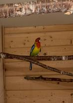 Pracht rosella parkieten, Geringd