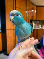 Handtamme jonge mannelijke Kakariki, Dieren en Toebehoren, Mannelijk, Parkiet, Geringd