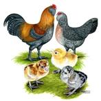 gratis  krielhaantjes, Mannelijk, Kip