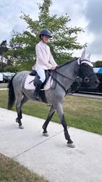 Super knappe All-Round D pony, Dieren en Toebehoren, Ruin