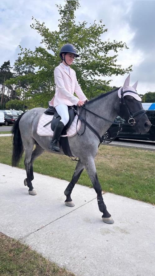 Super knappe All-Round D pony, Dieren en Toebehoren, Pony's, Ruin