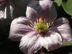 clématite des montagnes -jeune  plante de +/- 50 cm, Tuin en Terras, Planten | Tuinplanten, Ophalen, Volle zon, Tweejarig, Klimplanten