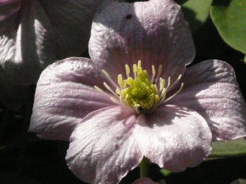 clématite des montagnes -jeune  plante de +/- 50 cm, Tuin en Terras, Planten | Tuinplanten, Tweejarig, Klimplanten, Volle zon