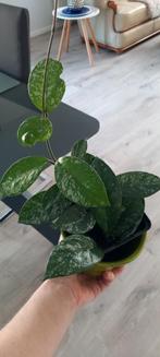 Hoya carnosa stardust splash, Enlèvement