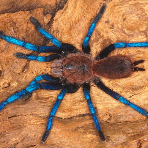 Vogelspin tarantula slings verzenden of beurs Antwerpen, Dieren en Toebehoren, Insecten en Spinnen