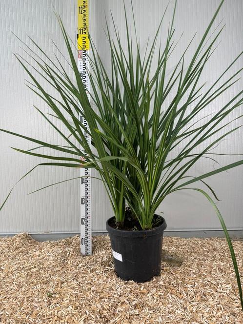 seulement 39€ l’une ‼️ Superbes cordylines multi troncs, Jardin & Terrasse, Plantes | Jardin, Enlèvement ou Envoi