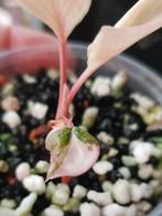 Homalomena Pink Diamond, Ophalen of Verzenden