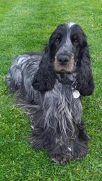 DEKREU  Engelse cocker spaniel, België, Particulier, Reu, CDV (hondenziekte)