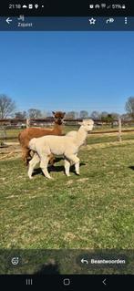 Alpaca ruin wandelalpaca 2 jaar oud, Dieren en Toebehoren