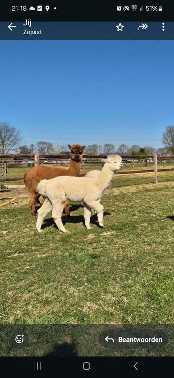 Alpaca ruin wandelalpaca 2 jaar oud beschikbaar voor biedingen