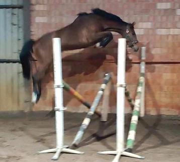 Springpaard 2022 Merrie, Moins de 160 cm, Vermifugé, Non dressé, Cheval de saut