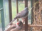 Diamantduifje (duivin), Dieren en Toebehoren, Vrouwelijk, Tropenvogel