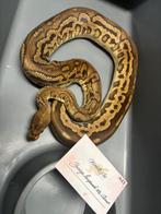 Koningspythons, Dieren en Toebehoren, Slang, Tam