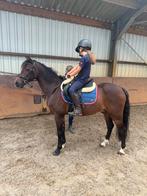 Brave Bixie pony!, Dieren en Toebehoren, Gechipt, Ruin, M, C pony (1.27m tot 1.37m)