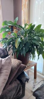 Spatyphillium, Huis en Inrichting, Ophalen