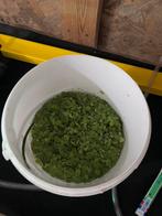 Gratis aquarium plant Limnobium Lavaegatum Kikkerbeet