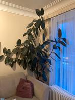 Ficus elastica robusta ~2 metres, Ophalen, Zo goed als nieuw