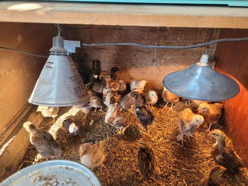Kuikentjes te koop.., Dieren en Toebehoren, Pluimvee
