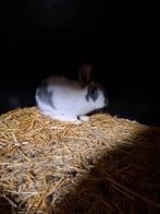 Vleeskonijn ram, Dieren en Toebehoren, Konijnen, Mannelijk, Groot, 0 tot 2 jaar