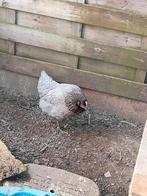 Leg hen., Dieren en Toebehoren, Pluimvee