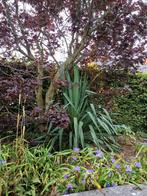 Yucca Gloriosa, Tuin en Terras, Ophalen