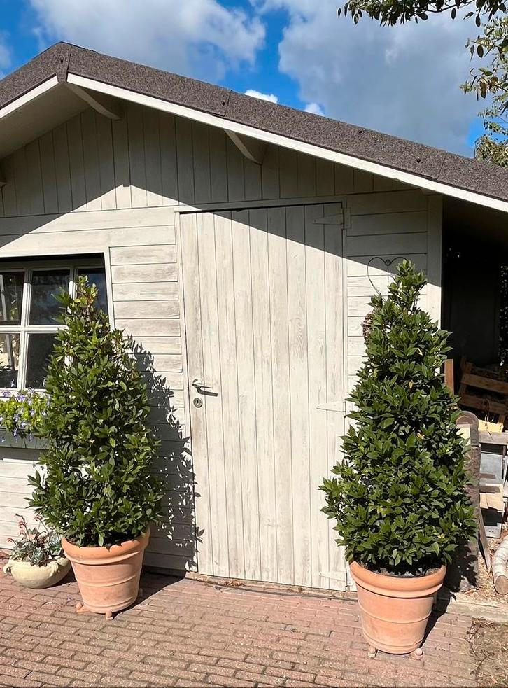 Laurier (Laurus Nobilis), Tuin en Terras, Planten | Bomen, Ophalen