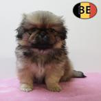 Pekingees - Schattige Belgisch pups te koop, België, Handelaar, CDV (hondenziekte), 8 tot 15 weken