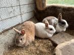 Gratis dwergkonijnen, Dieren en Toebehoren, Meerdere dieren, Klein, 0 tot 2 jaar