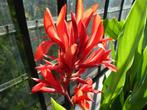 Canna wolfsong, Volle zon, Vaste plant, Zomer, Ophalen