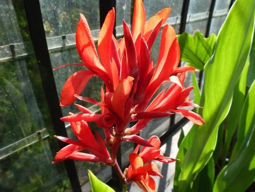Canna wolfsong, Tuin en Terras, Planten | Tuinplanten, Vaste plant, Overige soorten, Volle zon, Zomer, Ophalen