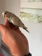 Jonge tamme grasparkiet, Dieren en Toebehoren, Vogels | Parkieten en Papegaaien, Parkiet, Tam