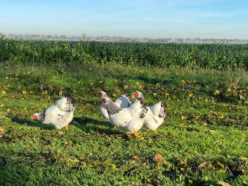 Wyandotte kriel kippen zwart wit Columbia gesekst + ingeënt, Dieren en Toebehoren, Pluimvee, Kip, Vrouwelijk