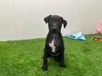 Nestje Italiaanse Windhondjes pups, België, Overige rassen, CDV (hondenziekte), 8 tot 15 weken