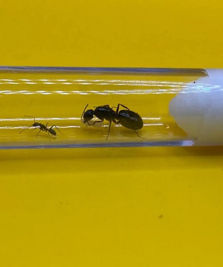 Camponotus Sylvaticus mieren koningin met 1-5 werksters, Dieren en Toebehoren, Insecten en Spinnen, Mieren